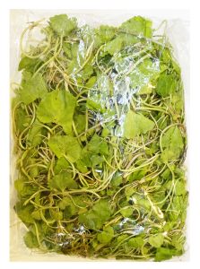 Burmese Pennywort leaves